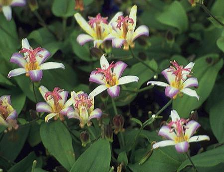 shade vines flowering for ontario ontario.com landscape  shade for  Green Perennials for Life