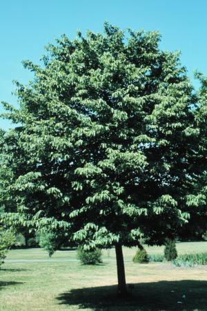 Ostrya virginiana ironwood hornbeam - landscape ontario.com Green for Life