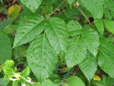 Poisonous plants - landscape ontario.com Green for Life