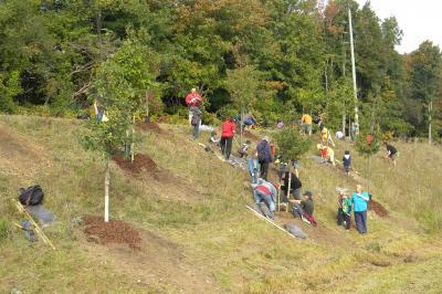 volunteers planting trees on a slope beside the highway