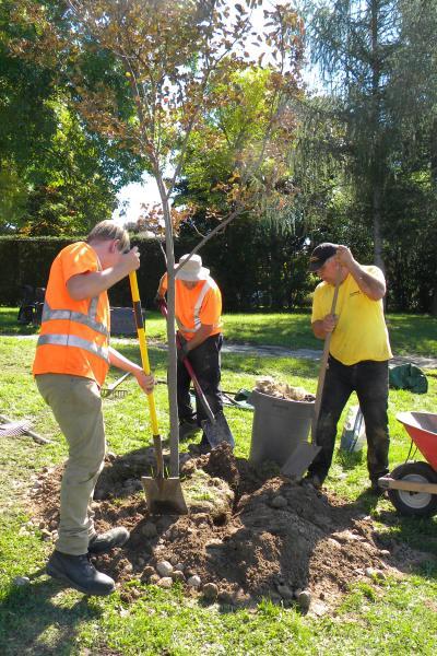 volunteers planting a tree in a schoolyard