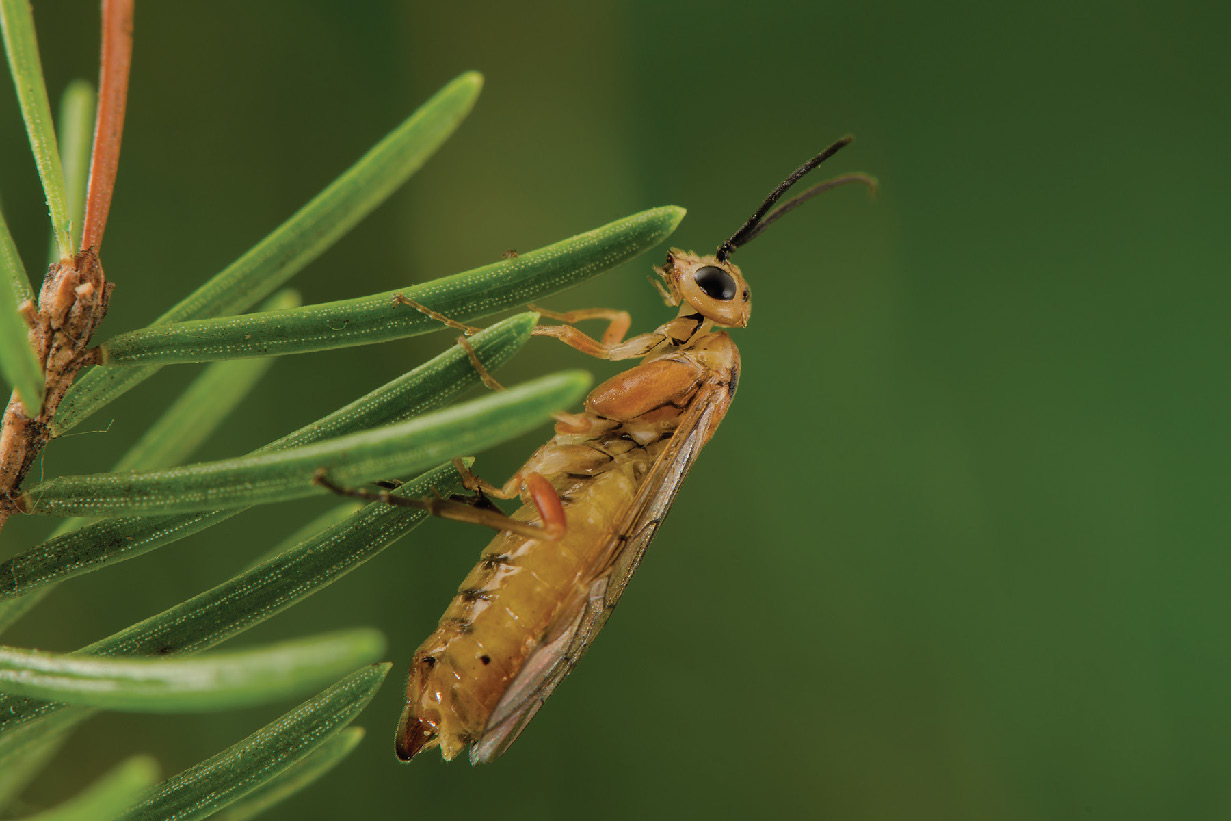 The yellowheaded spruce sawfly (Pikonema alaskensis), an important defoliator of spruce trees. Pictured here as an adult female.