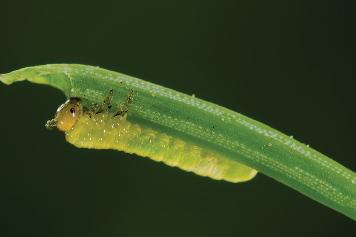 An early instar larva.