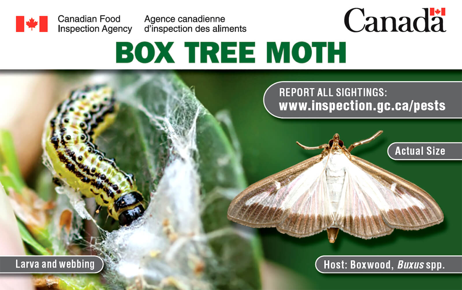 box tree moth larva, webbing, and acutal size moth