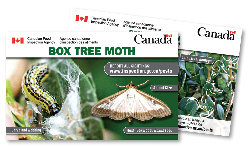 box tree moth identification cards