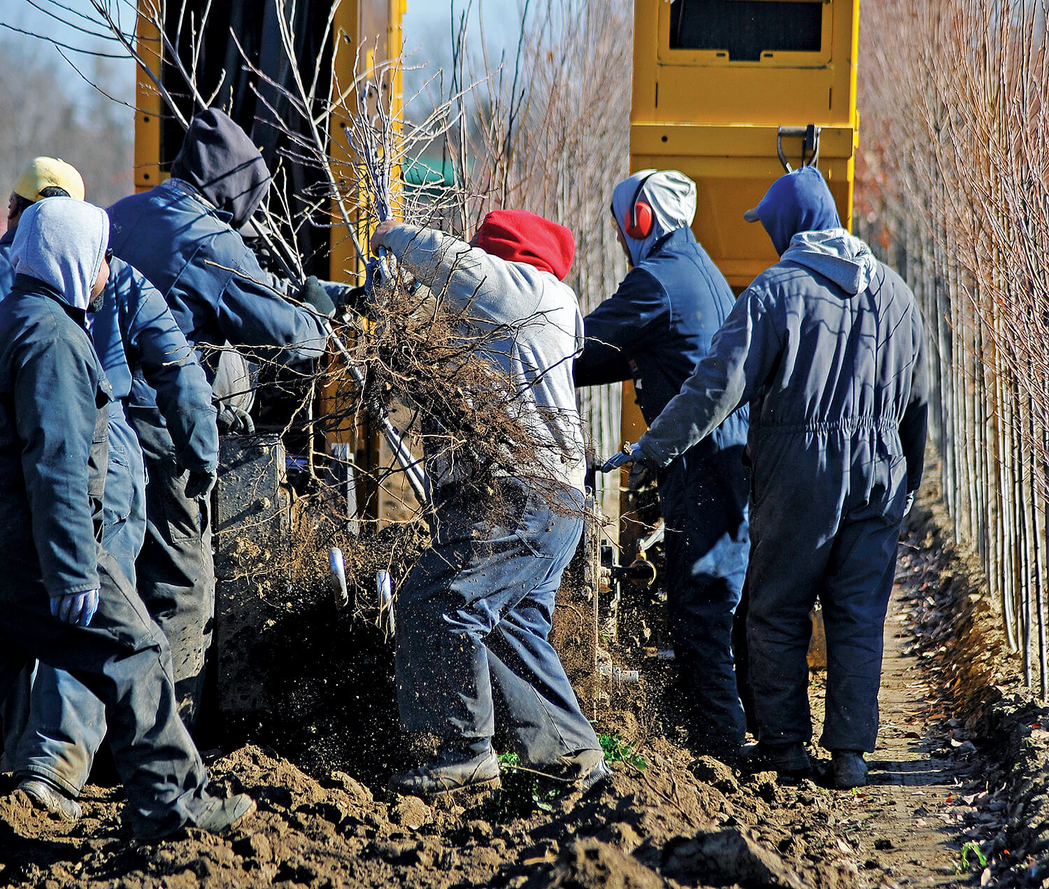 Foreign workers planting a tree in a nursery field