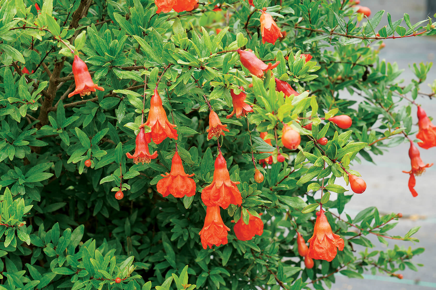 shrub with orange hanging flowers