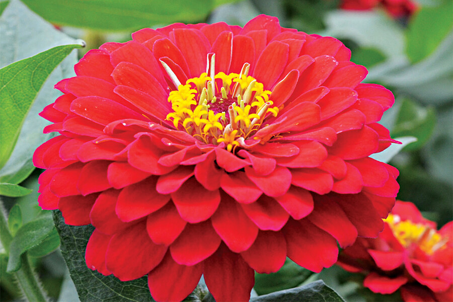 red zinnia with yellow stamens in centre