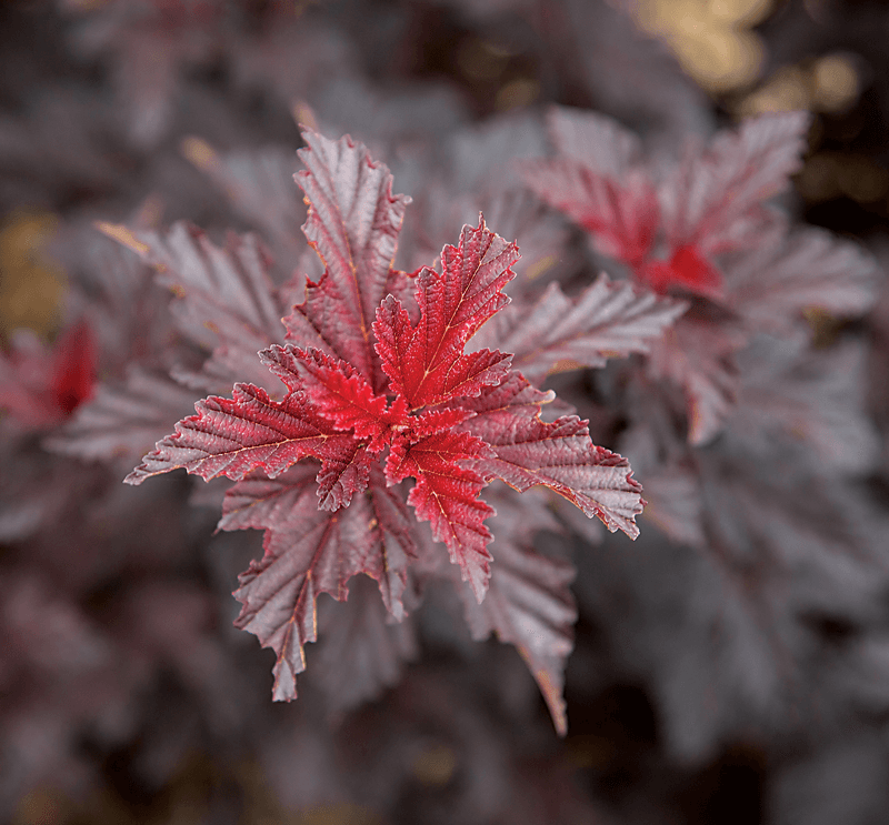 New woody plants for 2020 Landscape Ontario