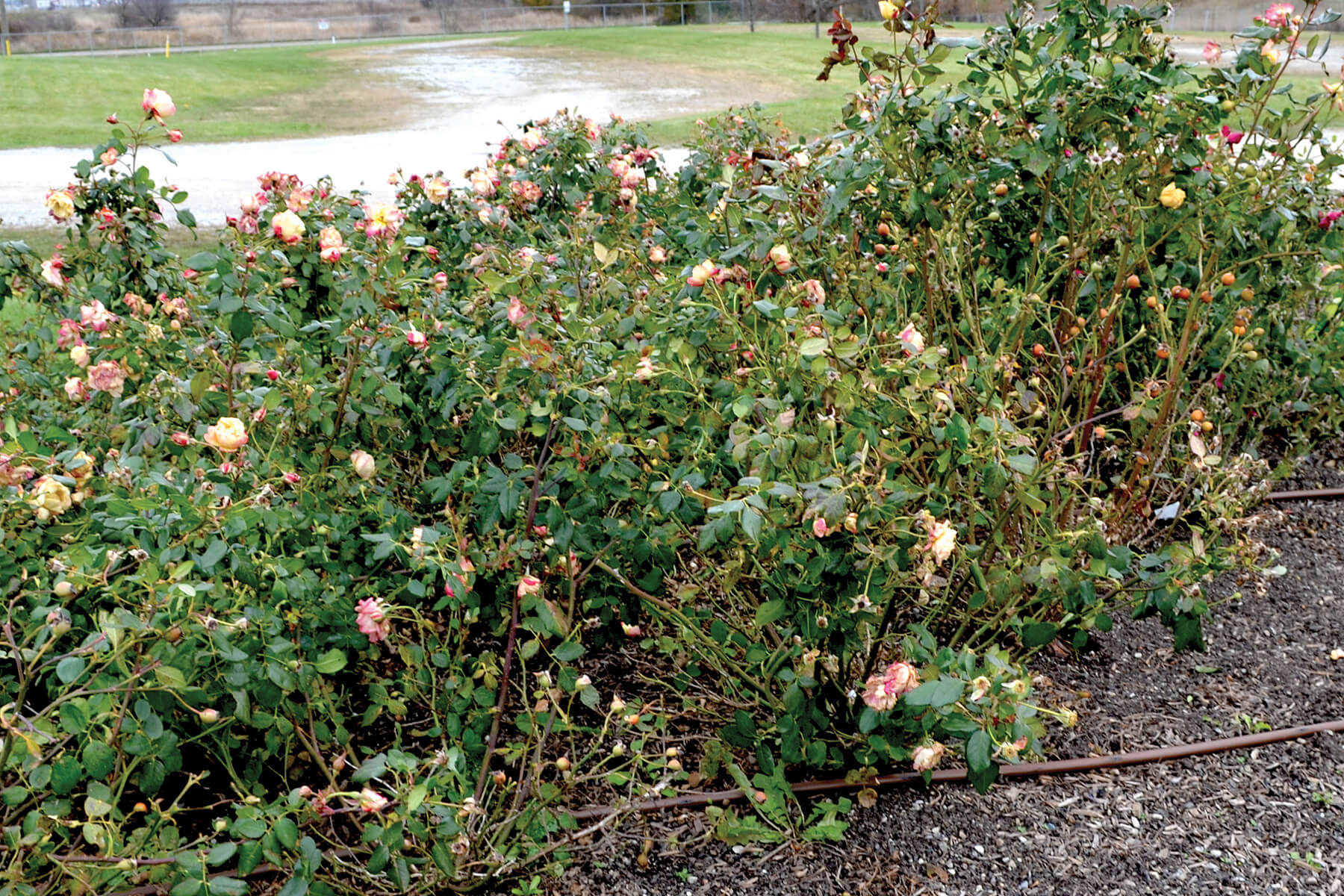 rose bush in november