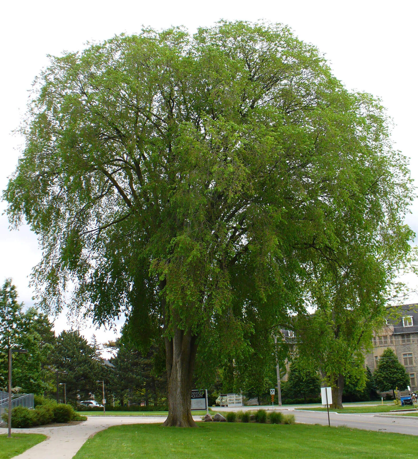 List 96+ Pictures show me a picture of an elm tree Sharp