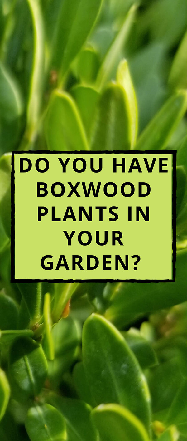 do you have boxwood plants in your garden?