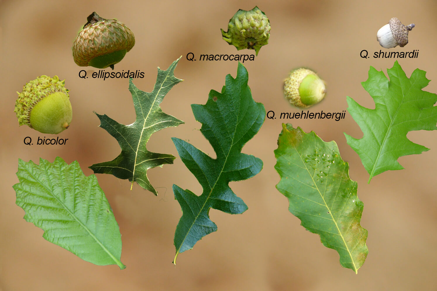 types of oak trees