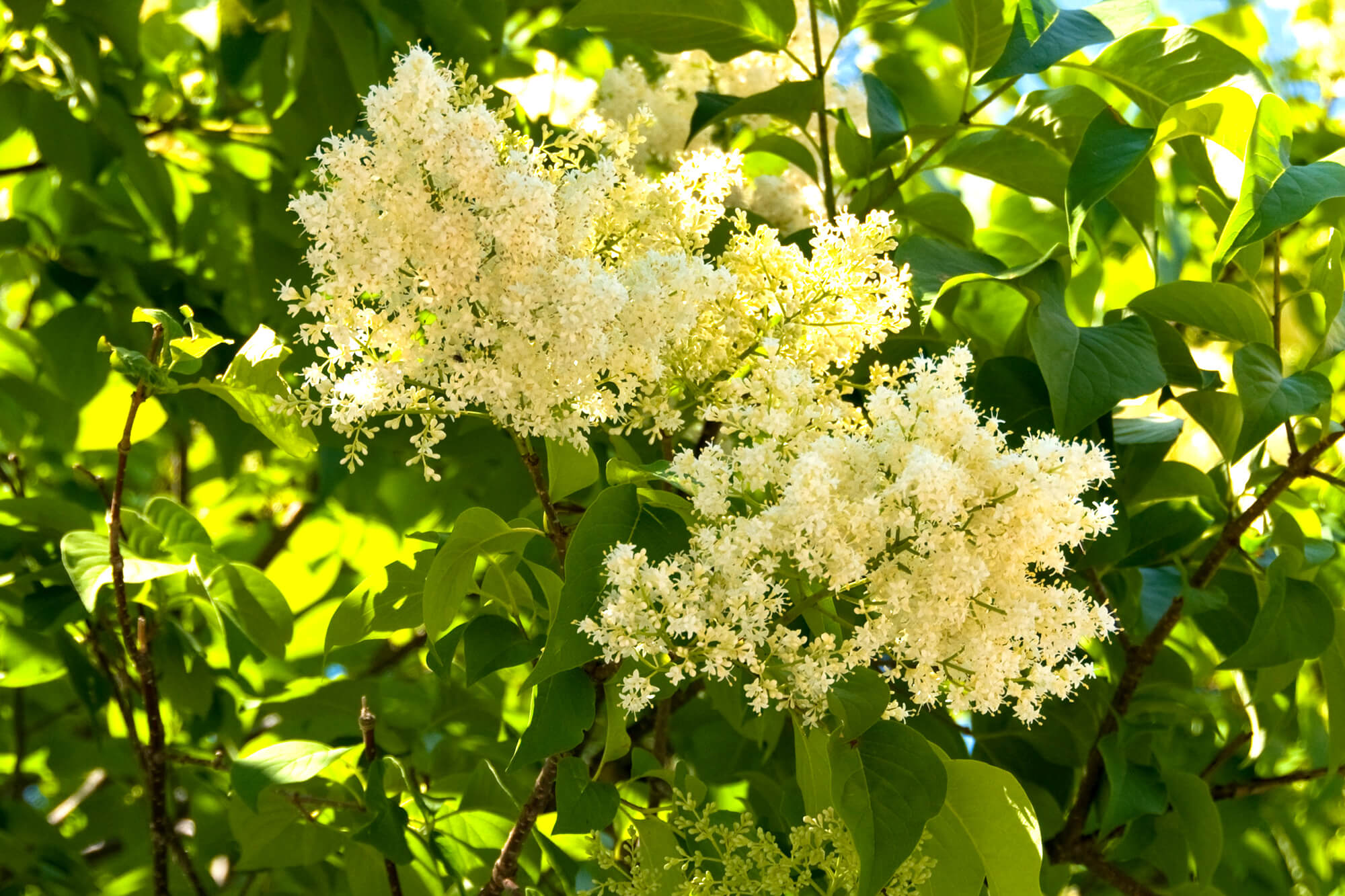 Japanese tree lilac ideal for urban conditions   Landscape Ontario
