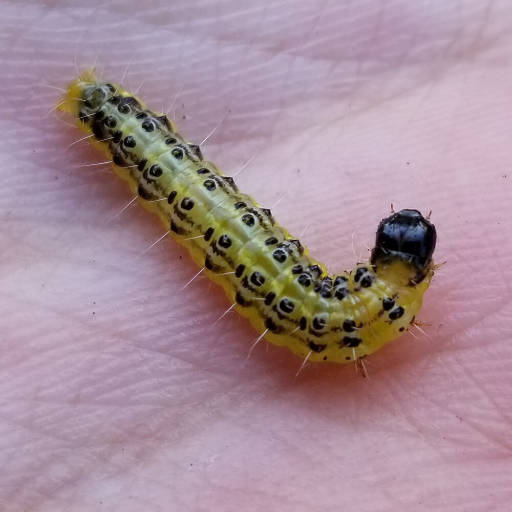 tiny caterpillar