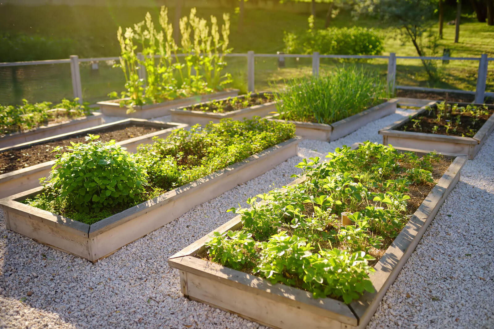 raised garden beds in the sunlight