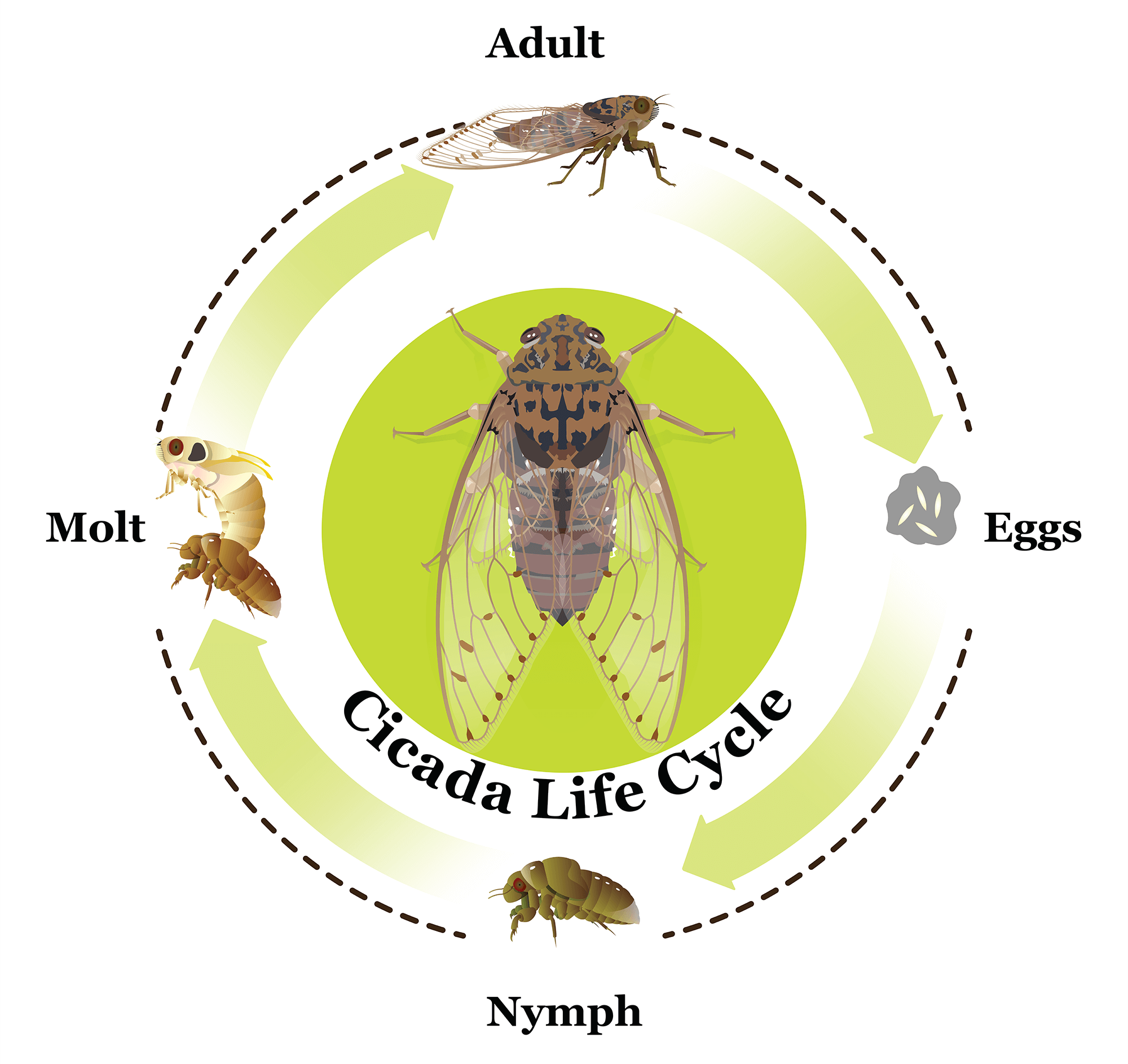 Какой тип развития характерен для цикады. Цикл цикады. Жизненный цикл цикады. Цикл превращения цикады. Цикада этапы развития.