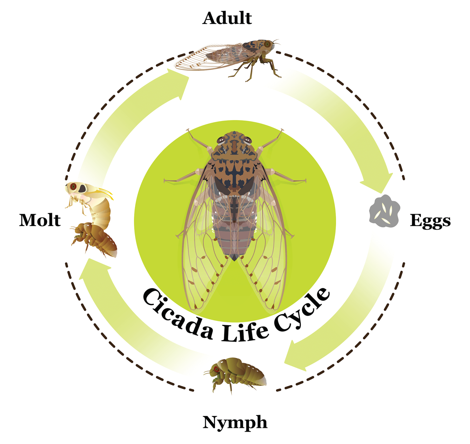 cicada life cycle