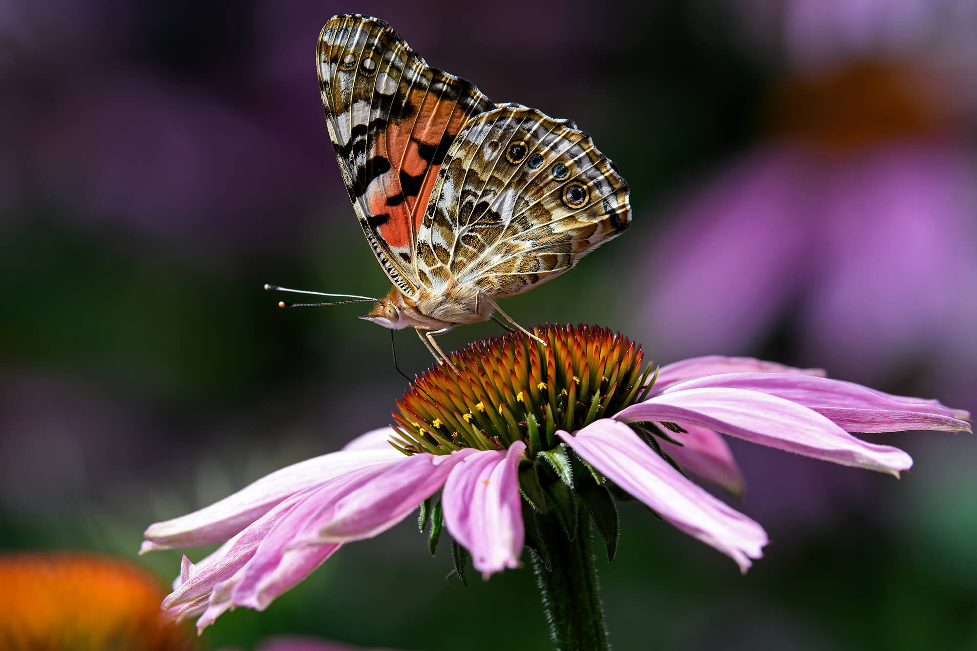 butterfly on a coneflower