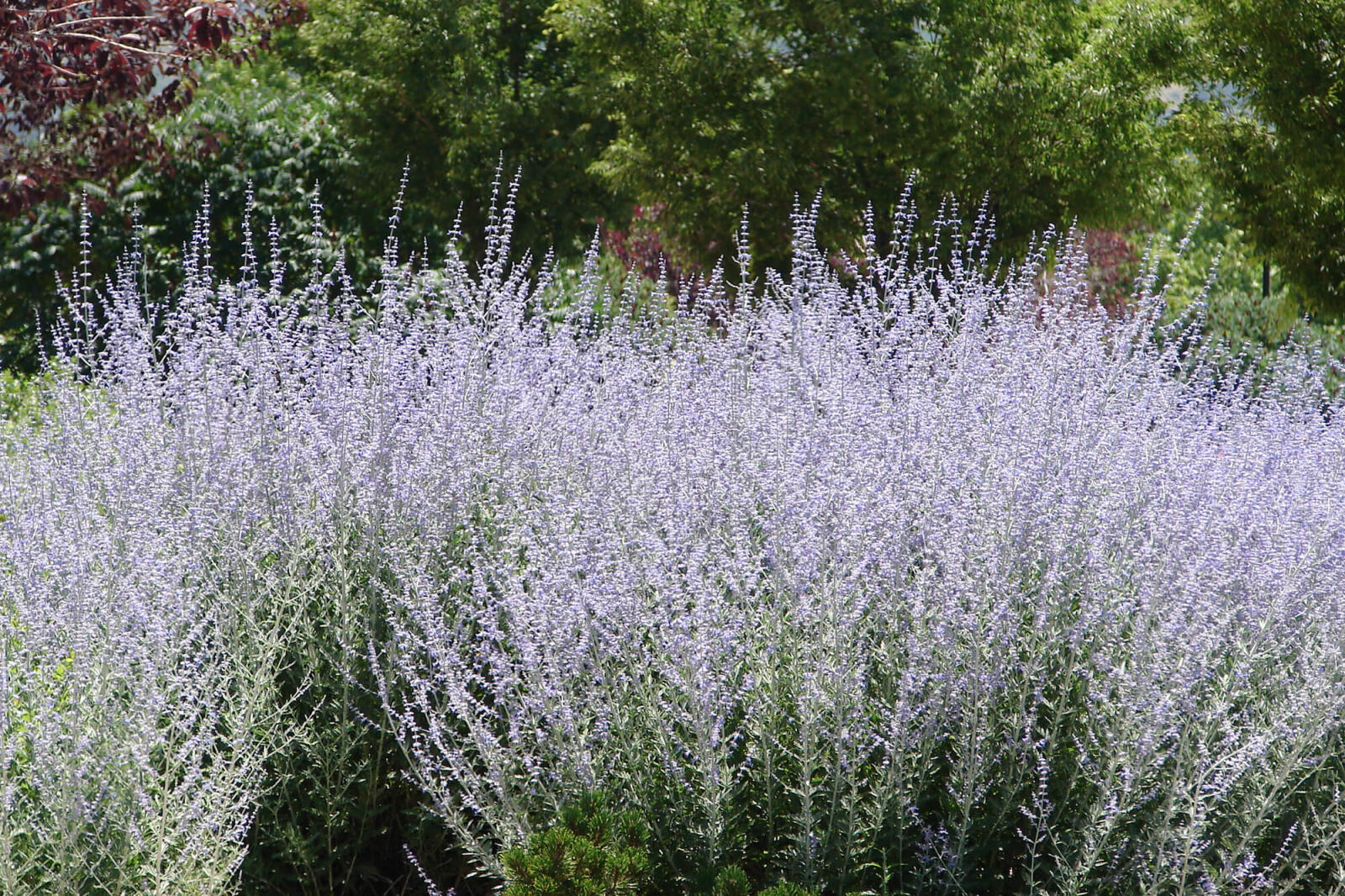 russian sage