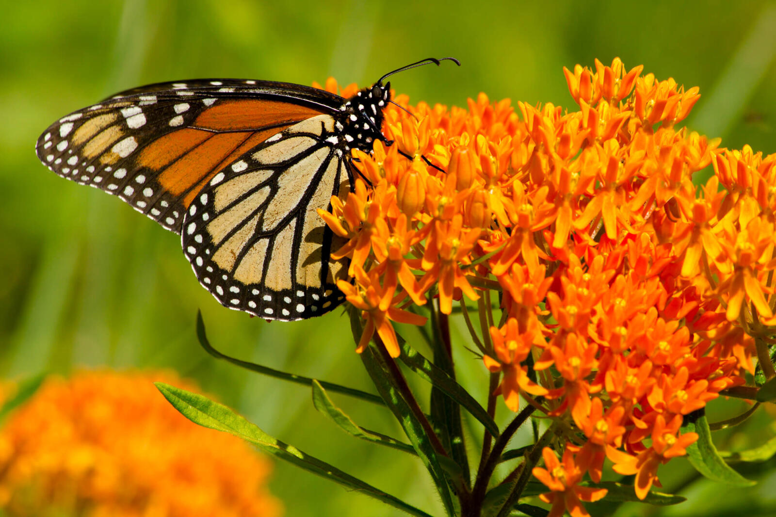 butterfly on an orange flower