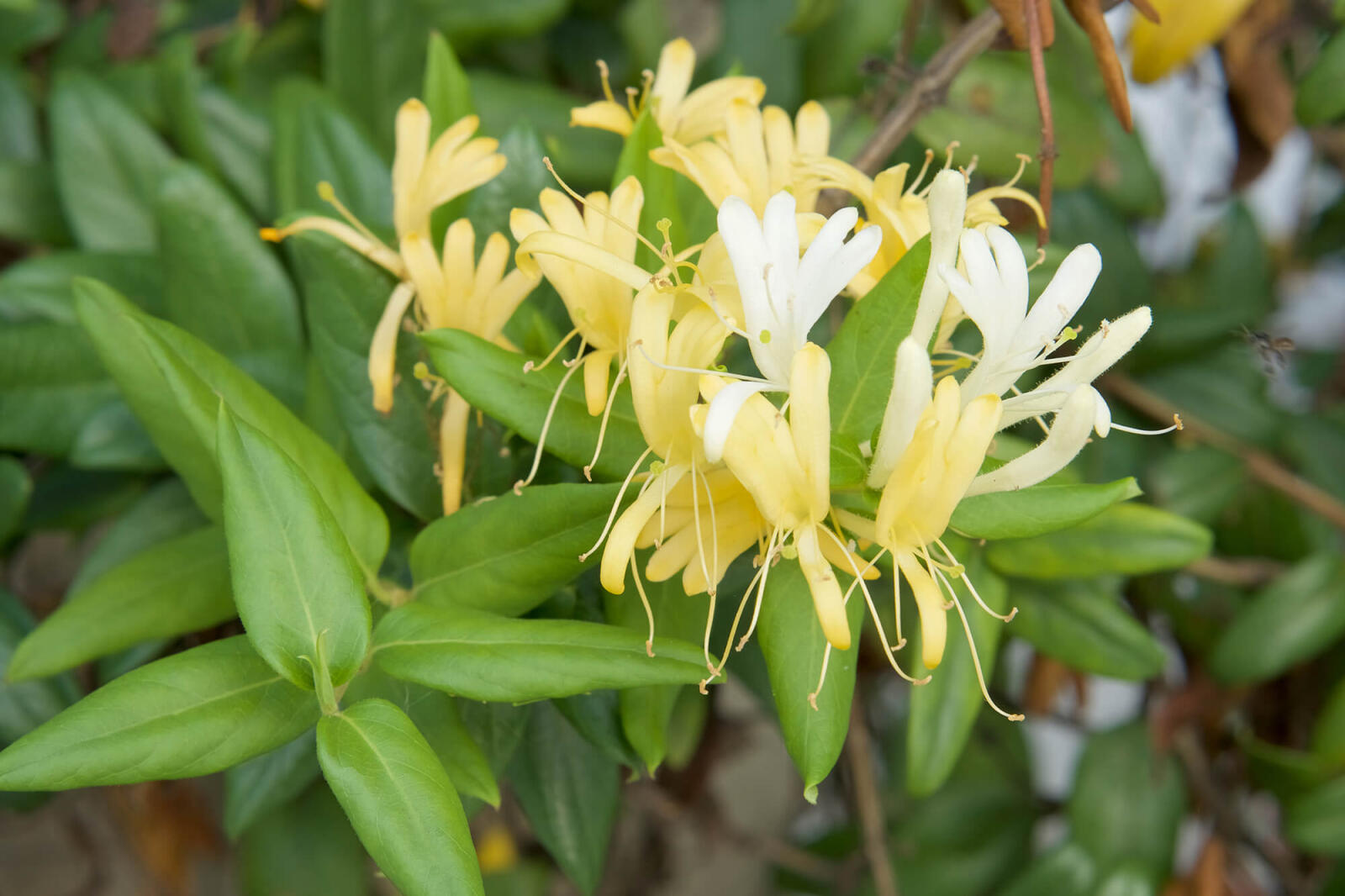 yellow flower