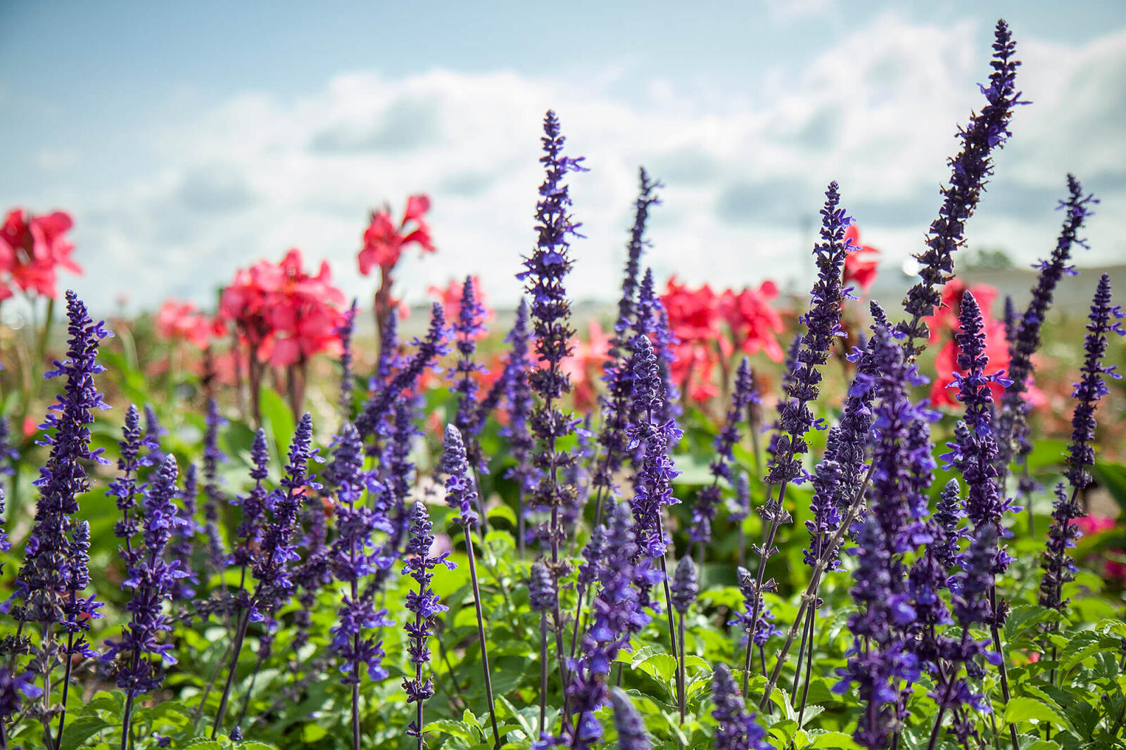 tall purple flowers