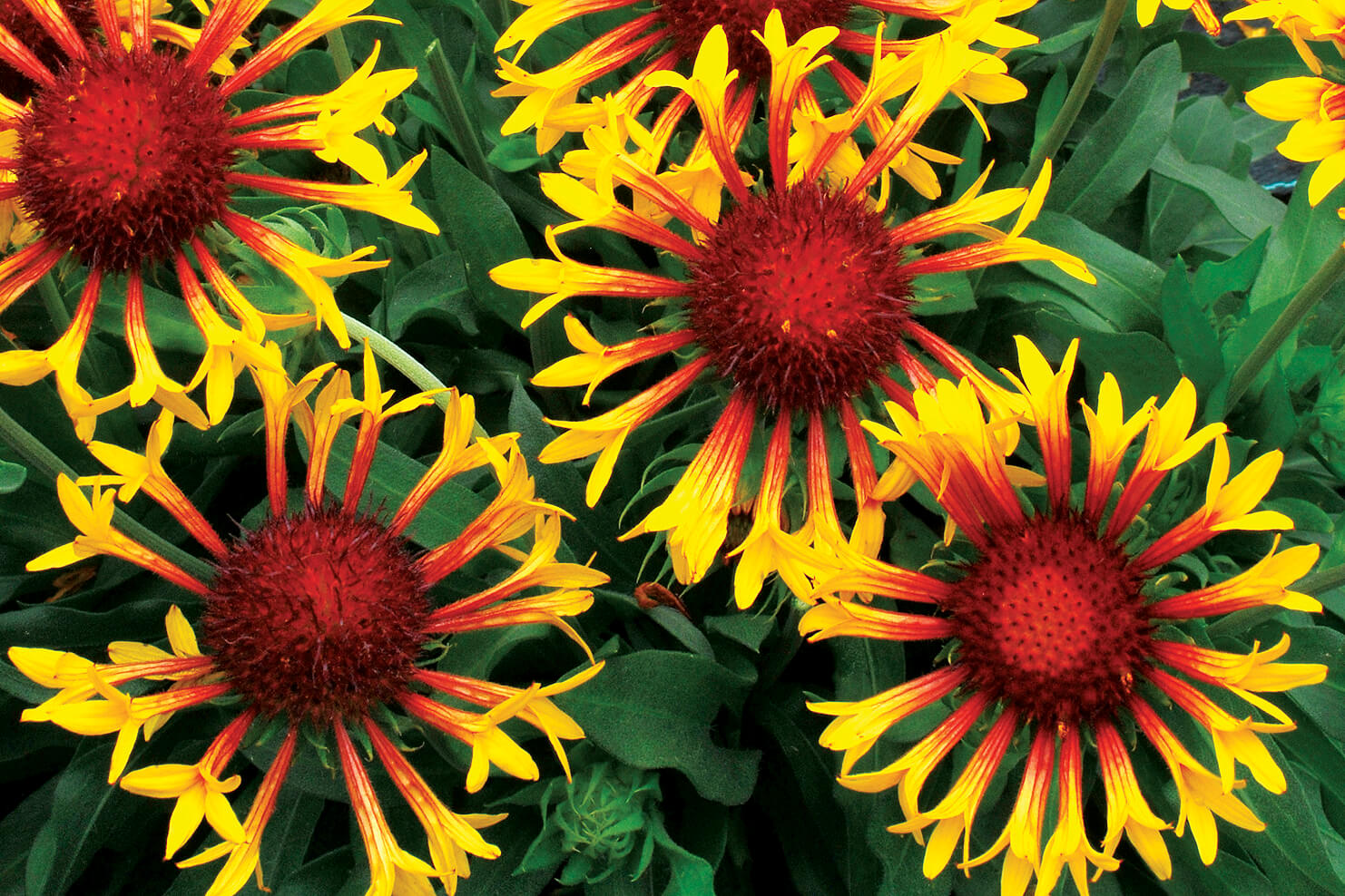 red and yellow flowers