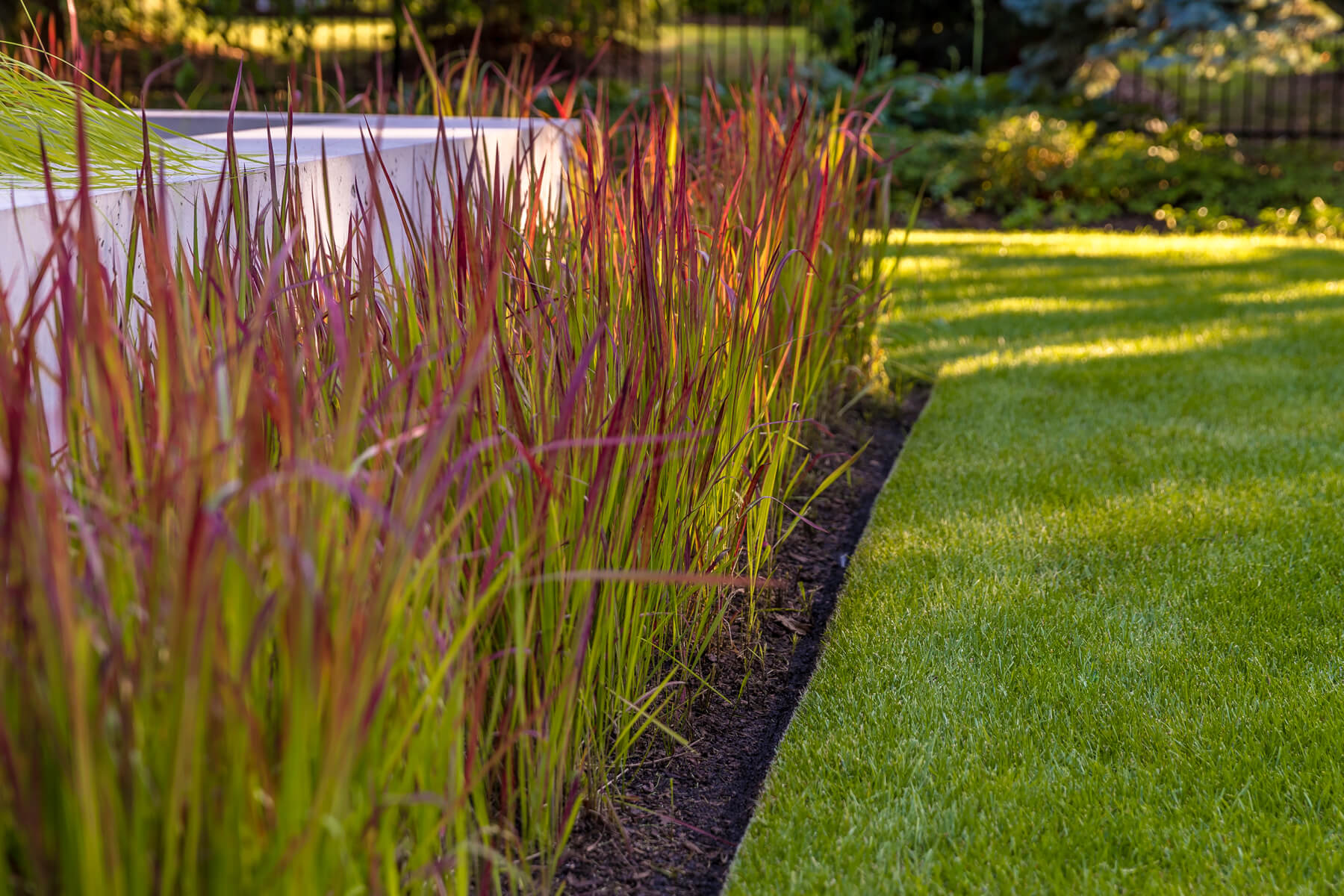 ornamental grass in a bed beside a lawn