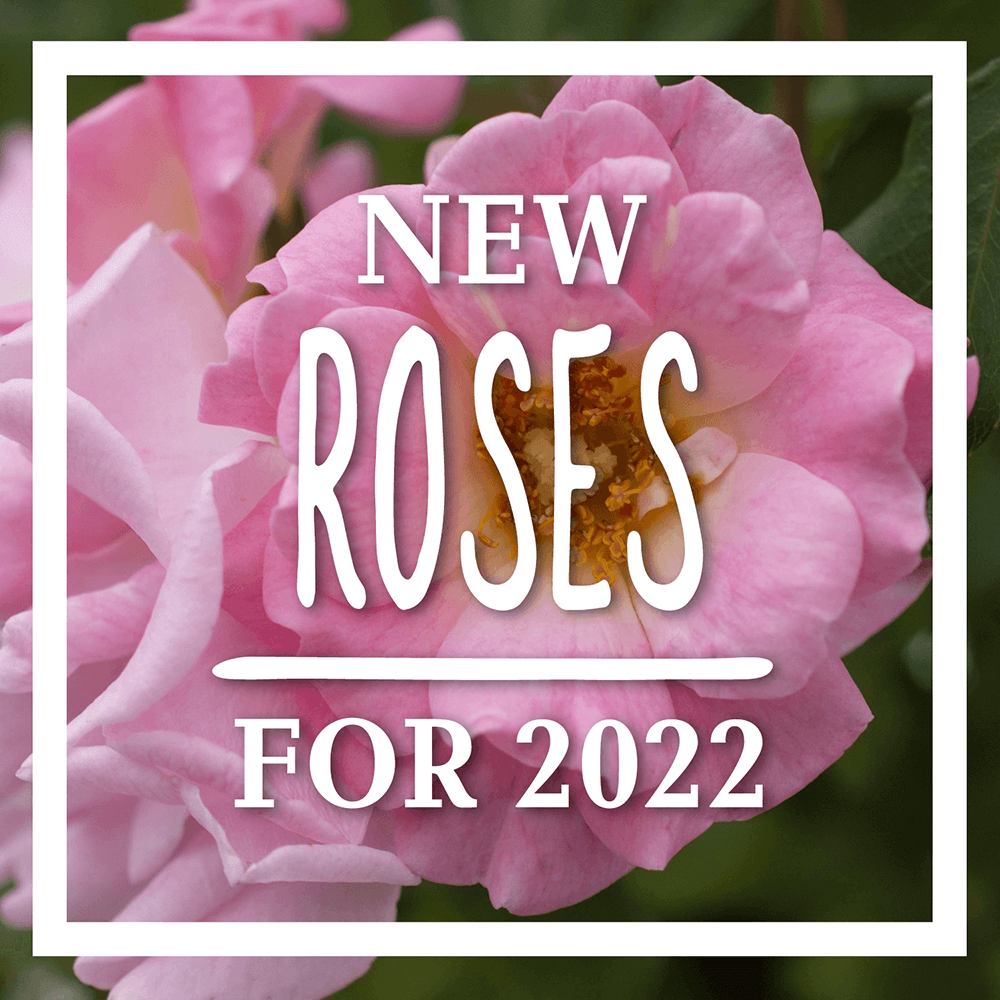 new roses for 2022