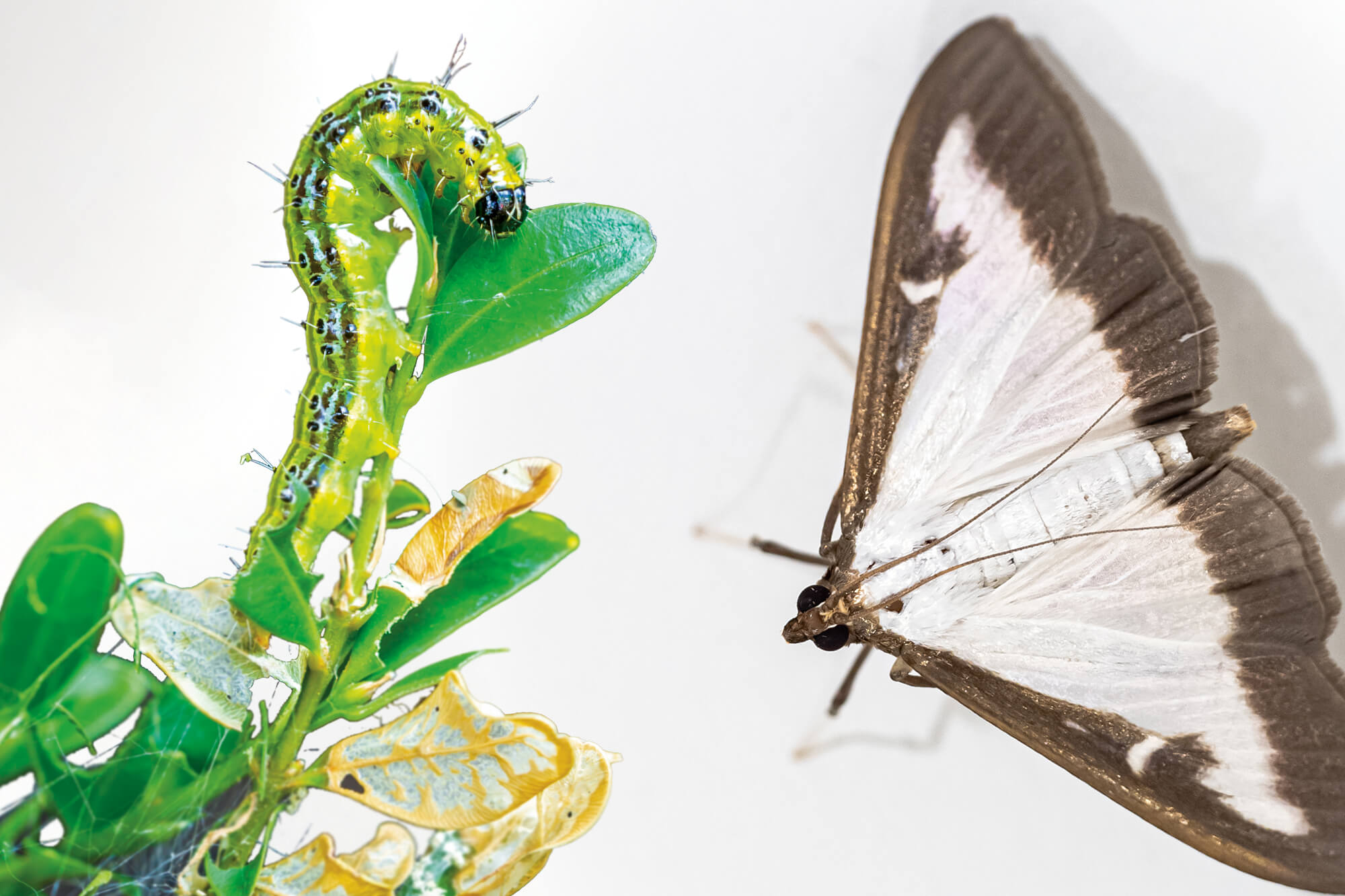 box tree moth caterpillar and adult