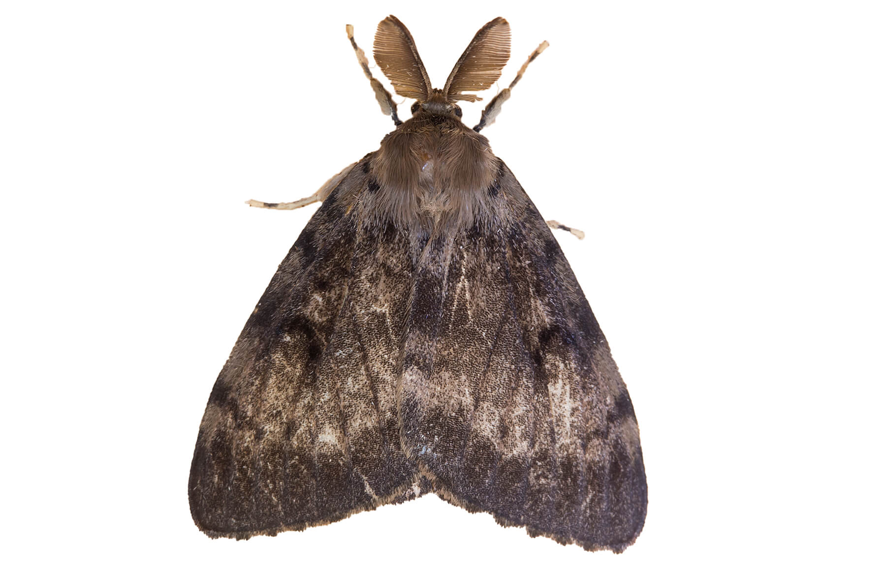male LDD moth