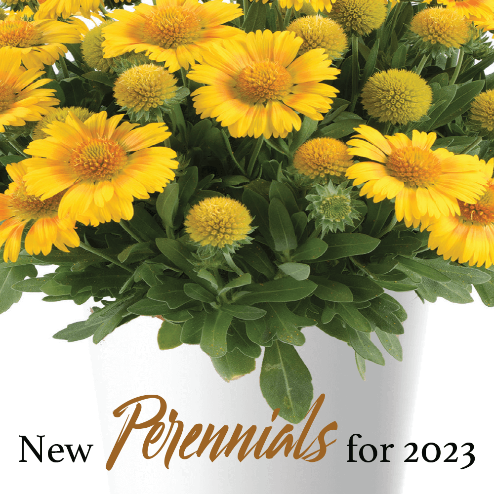 new perennials for 2023