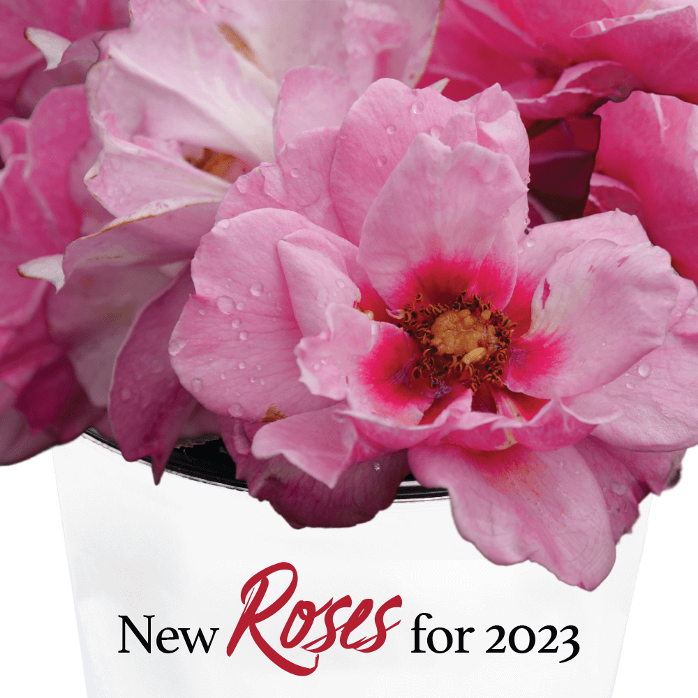 new roses for 2023