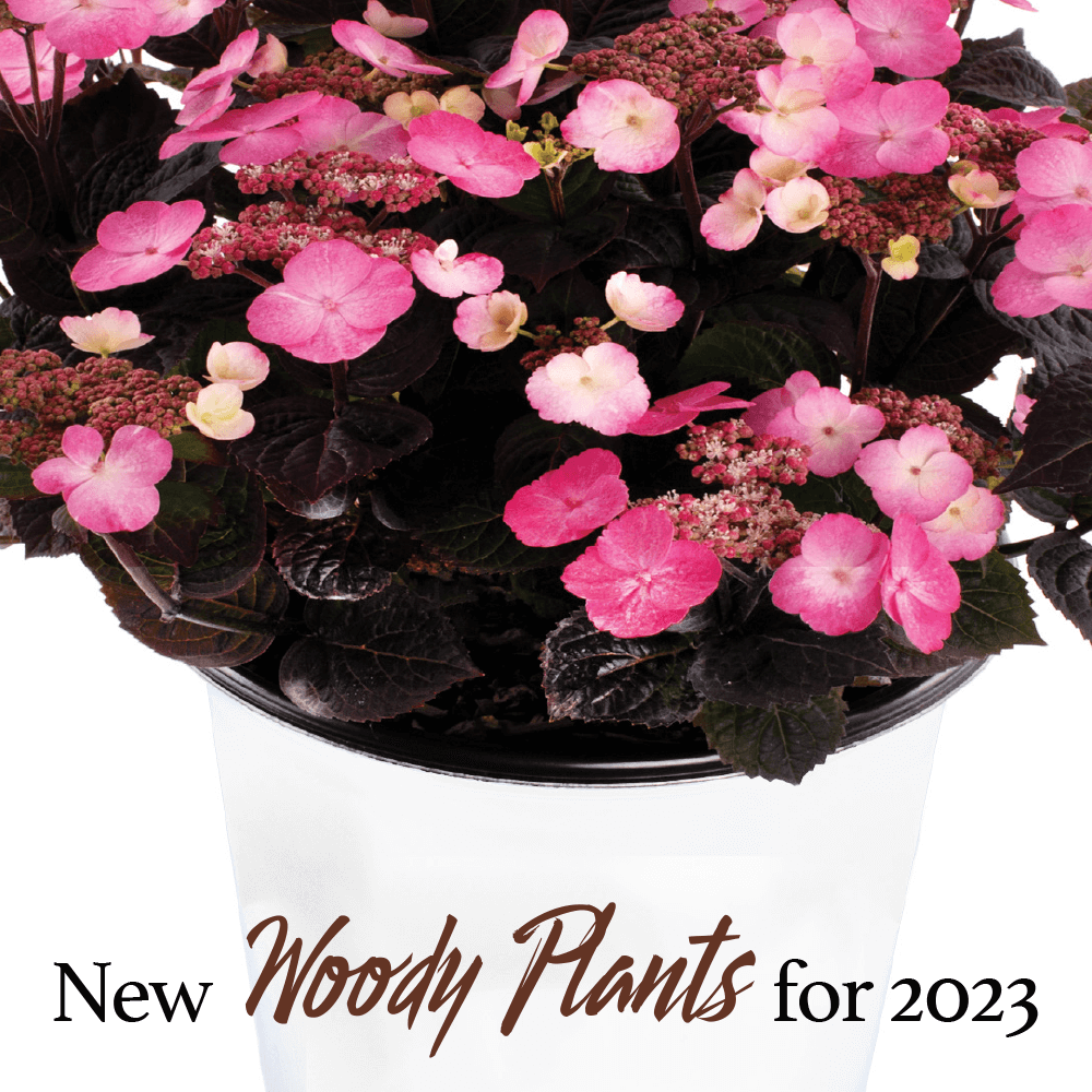 new woody plants for 2023