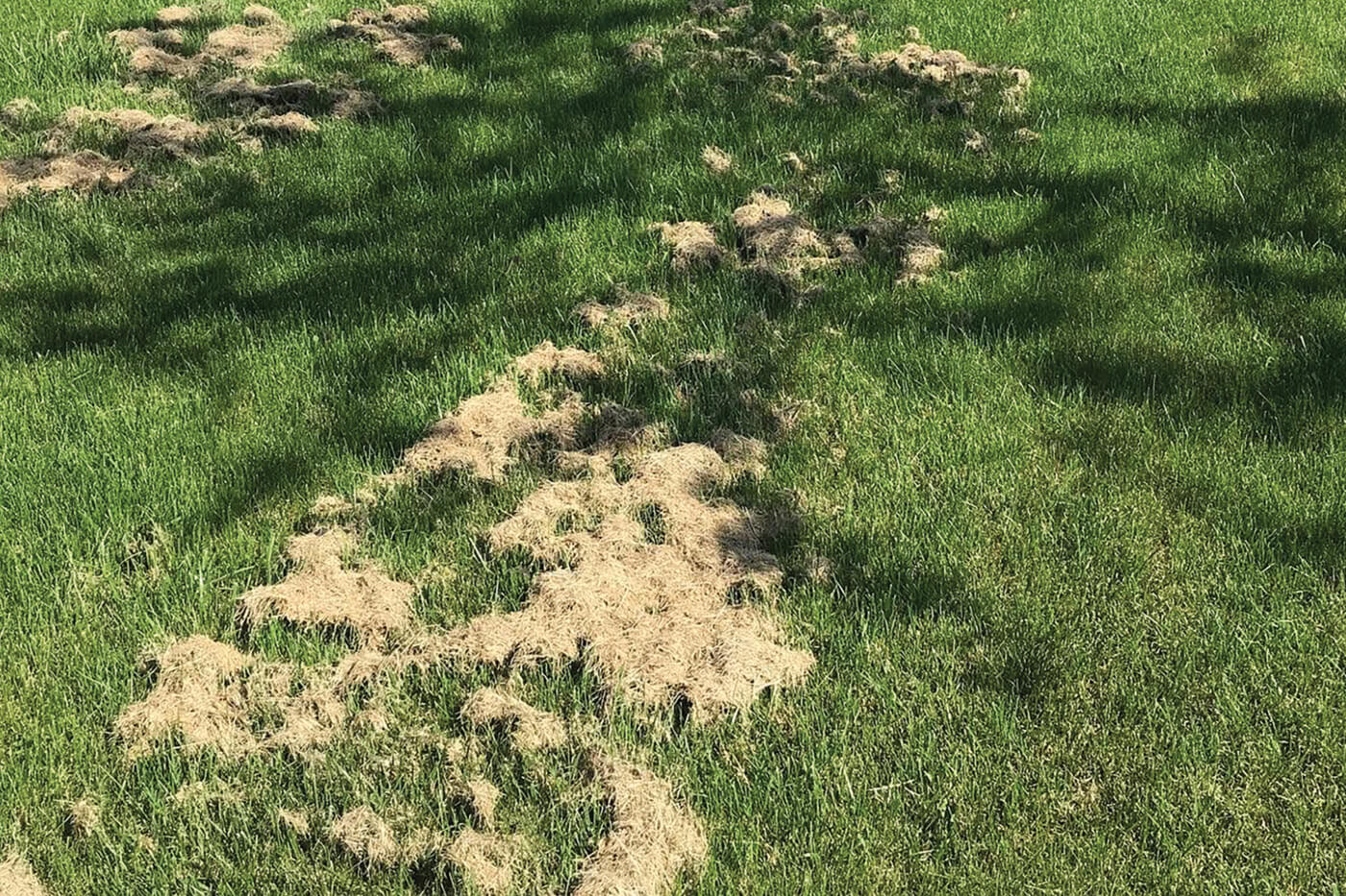 grass clippings on a lawn in the sun