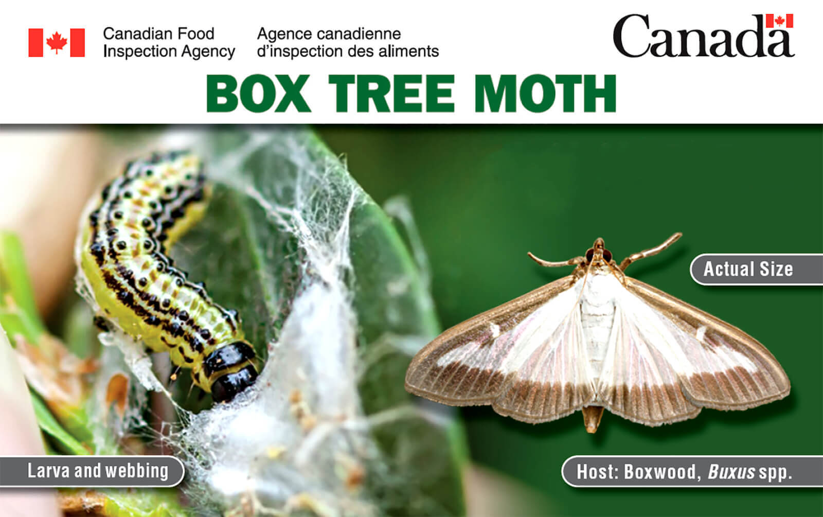 box tree moth pest id card