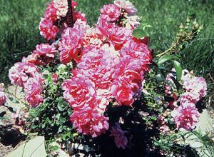 The BonBon Pant | Climbing Roses