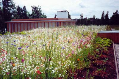 Rooftop Gardening Guide For Greenpointers With Green Thumbs - Greenpointers