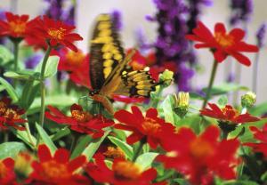 Front yard gardens grow more than grass - Landscape Ontario