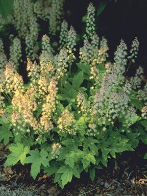 Perennials for shade - Landscape Ontario