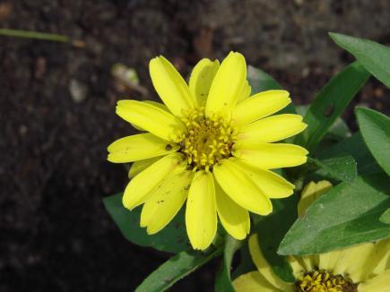 Annuals Gardens Come Alive With Colour Landscape Ontario