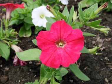 Annuals: Gardens come alive with colour! - Landscape Ontario