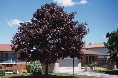 Acer Platanoides Norway Maple Landscape Ontario