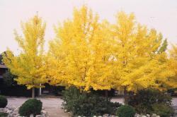 Ginko Biloba Maidenhair Tree Landscape Ontario