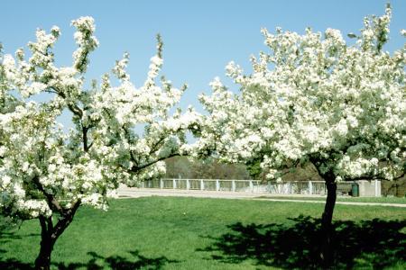 Malus flowering crabapple - Landscape Ontario