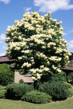 Ivory Silk Tree Lilac Photos ~ Arrangements Silk Floral Church Flowers ...