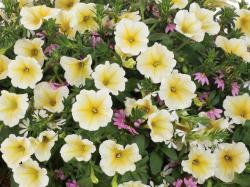 Small yellow-white flowers