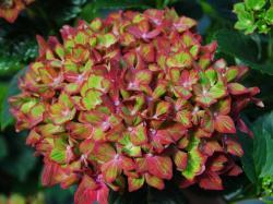 Pistachio macrophylla hydrangea