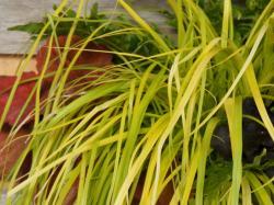 Lime green grass leaves